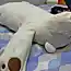 Подушка-мишка Jusui-Kun поможет не храпеть во сне