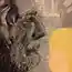 Постскриптум к сказке Снежная Королева