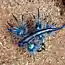 Голубой ангел (Glaucus atlanticus) (9 фото)