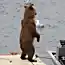 Медведь на водном скутере