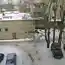 Коты прилетели