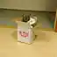 Японский кот Мару (10 фото+видео)