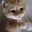 Мой новый питомец