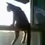 Кото дайджест..