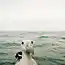 Смешные фотографии дикой природы