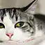 Кошки умеют управлять людьми