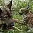 Немецкая овчарка заменила мать трем рысятам