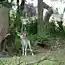 Олень попался на качели