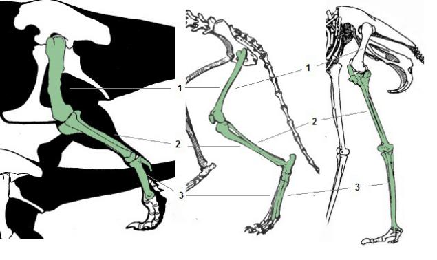 鸟和恐龙的骨骼对比图片