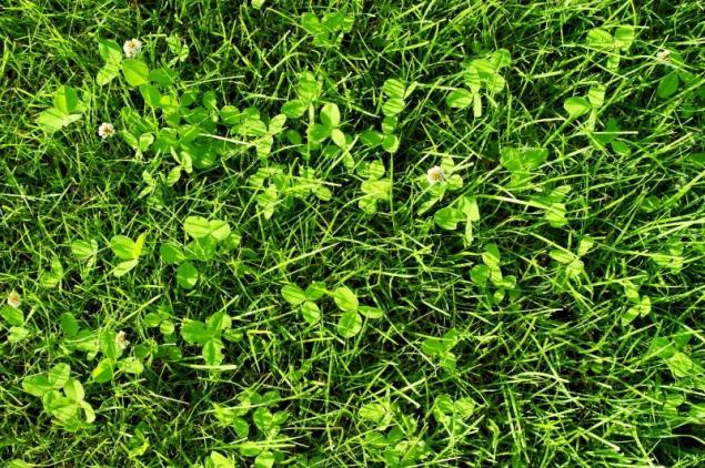 Идеальный газон своими руками: как и когда лучше всего сеять газонную траву?