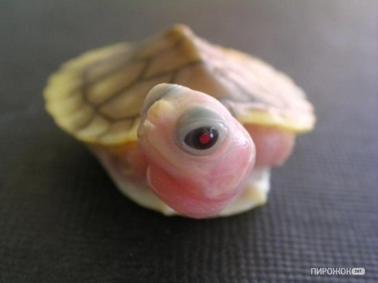 Розовая черепашка Это бледный вариант красной черепахи. Видимо болеет )