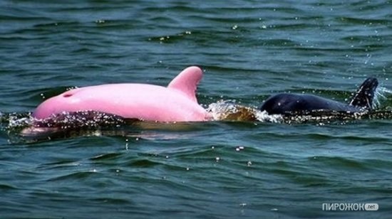 Розовый дельфин В 2009 году этот дельфин был обнаружен в озере Луизианы