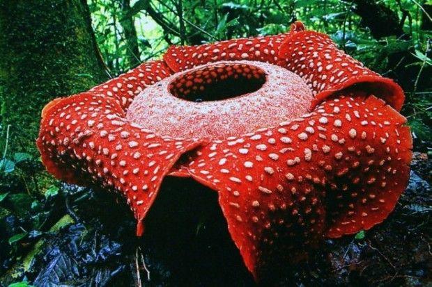 The largest flower in the world (6 pics + 1 video). Page 1