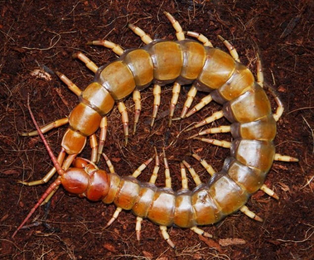 南美蜈蚣食母图片