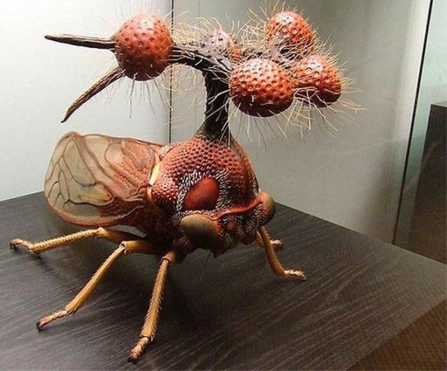 世界上最奇特的昆虫(世界上最奇特的昆虫视频)
