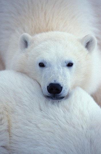 北极熊从休眠状态后,他们的窝点出现 bashnynet