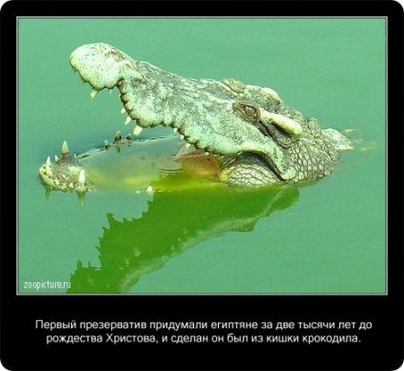 Факты про крокодилов в картинках