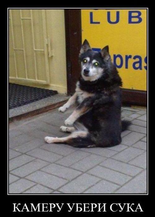 Демотиваторы, часть 73
