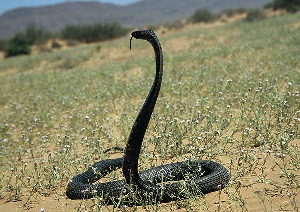全黑蛇有毒吗图片图片