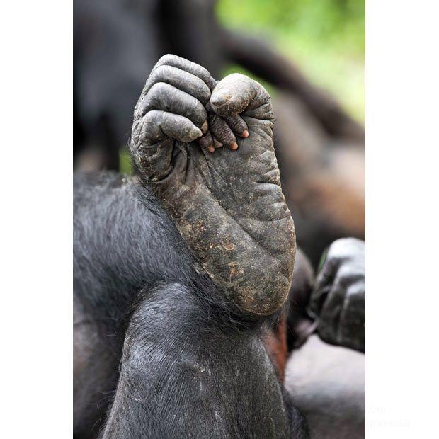 Шимпанзе конечности. Ноги гориллы. Лапа обезьяны.