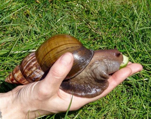 巨型蜗牛真实图片