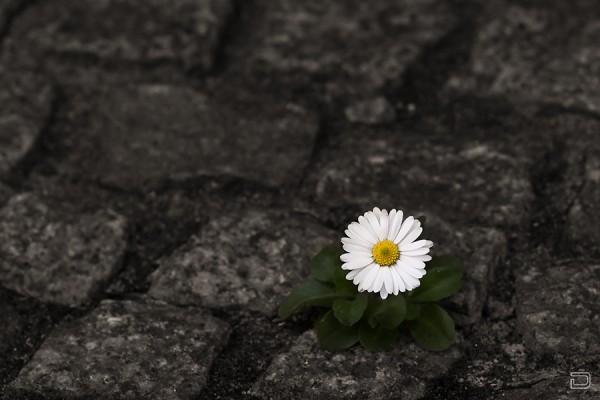 Белый цветок прорастающий из камня скачать