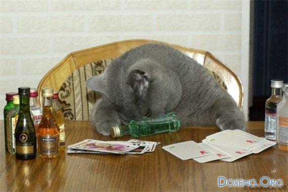Коты отжигают