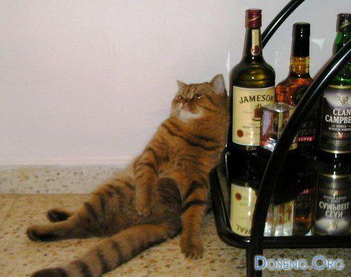 Коты отжигают