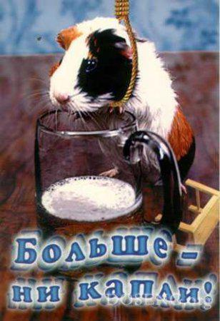 Веселые Животные (101 фото)