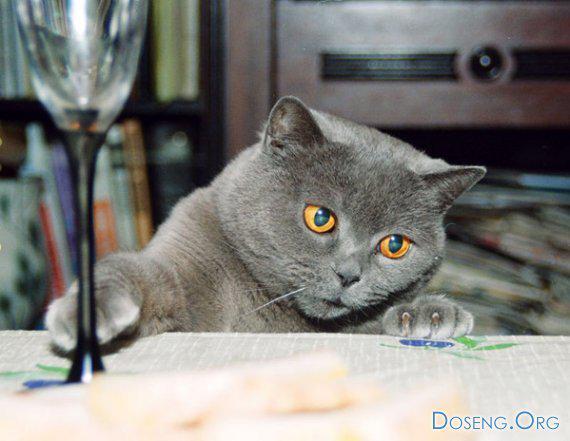 Коты отжигают