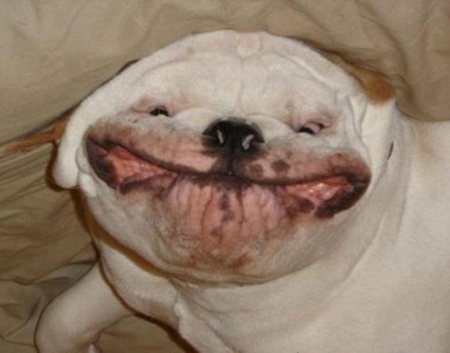 狗的微笑恐怖照片图片