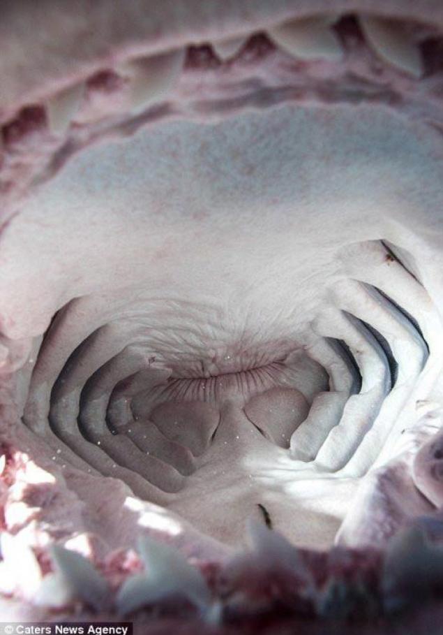 鲨鱼颌骨图片