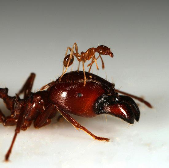 最大的巨型蚂蚁图片
