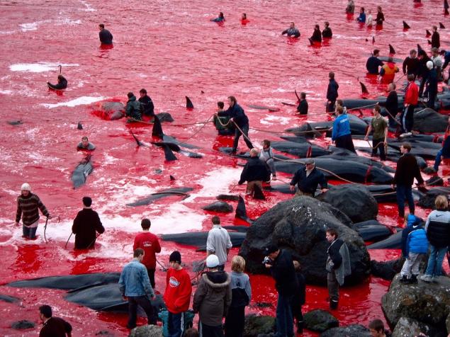 粉色海豚死亡图片