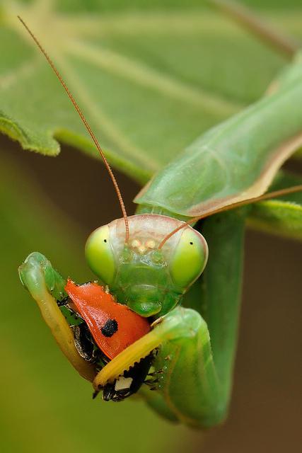 褐色螳螂危险吗图片