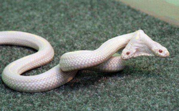 白化水律蛇图片