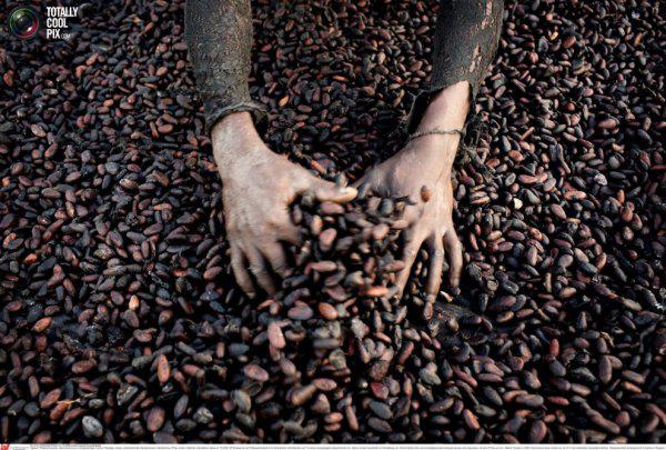 как добываются какао бобы в майнкрафте #11