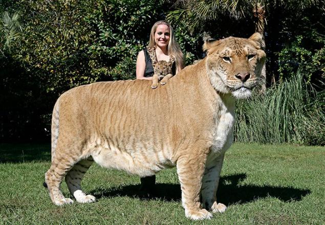 最大的猫品种图片