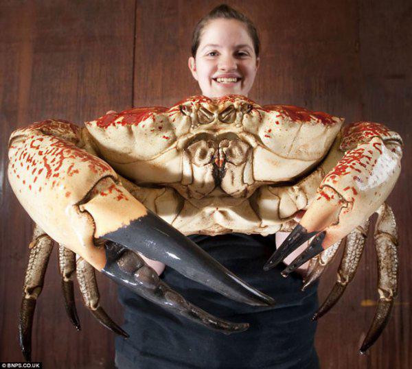 世界上最大的一只螃蟹图片