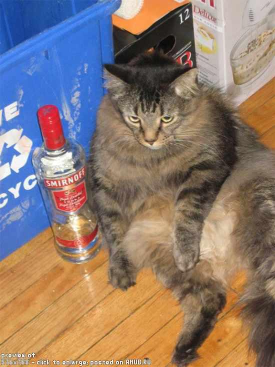 Сонные коты, продолжение