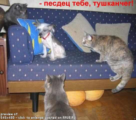 Котосуббота