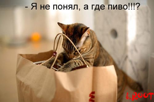 Котосуббота
