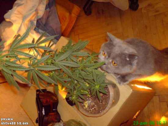 Кошаки
