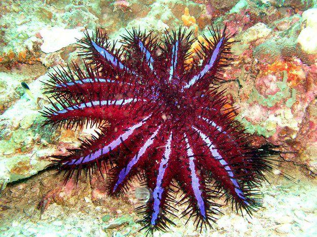 The only poisonous starfish (10 photos). Page 1