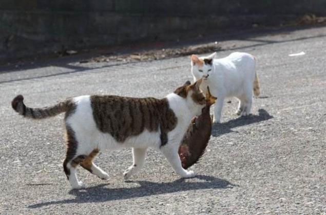 俄罗斯猫猫狩猎图片