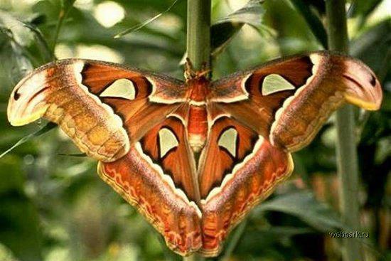 化蝶症的蝴蝶图片