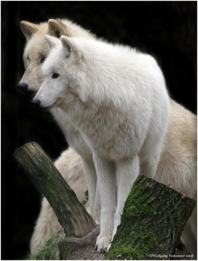 北极狼的详细资料图片