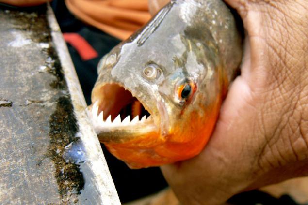 巴西普黑食人鱼长多大图片