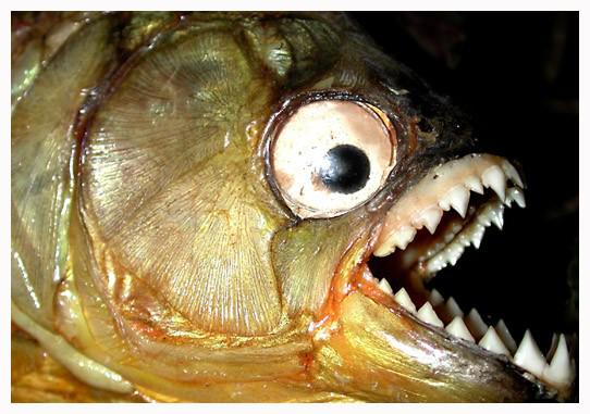 世界上最可怕的食人鱼图片