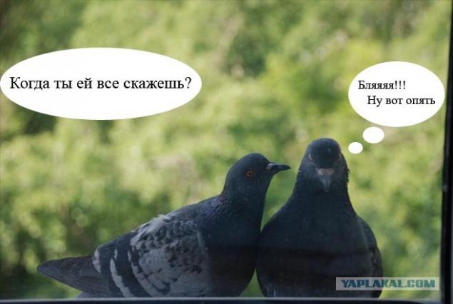 Любовь и голуби сегодня